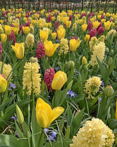 Yellow fresh and a touch of pink